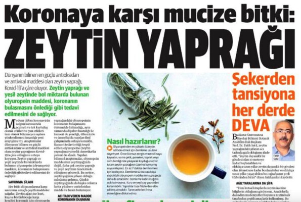 Zeytin Yaprağı Çayı Corona ile Savaşıyor!