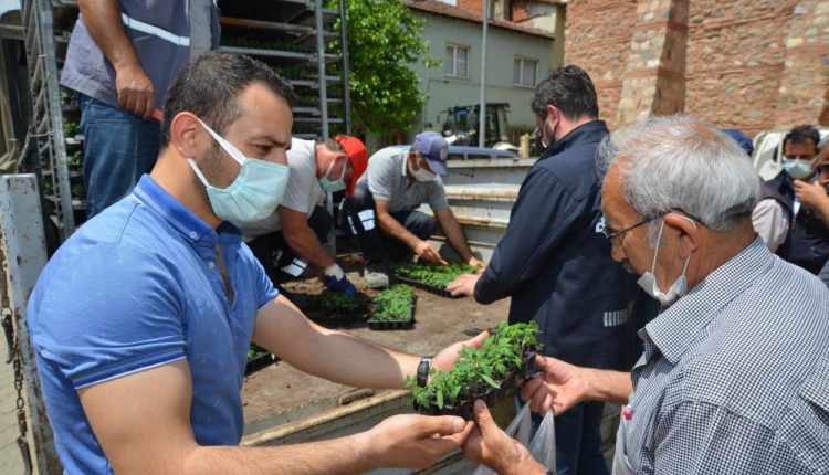 Binlerce domates fidesi toprakla buluşuyor