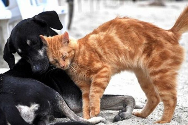 Sokaklardaki hayvanların içinde bulundukları zor şartlar insanların vicdanına dokunuyor