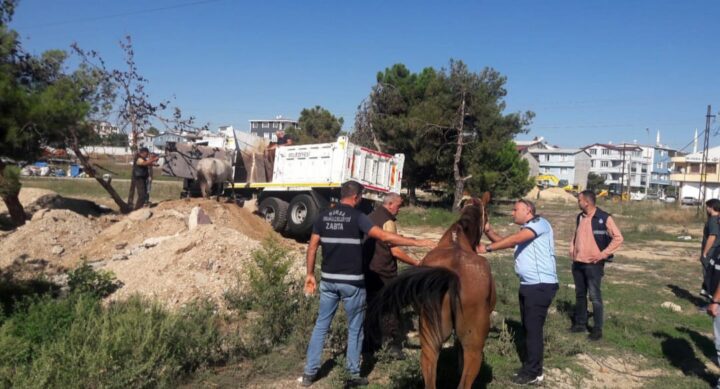 BAŞIBOŞ ATLAR YAKALANDI