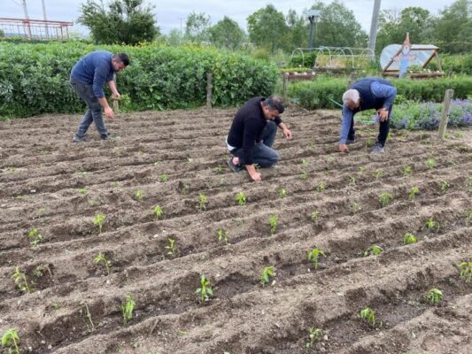 ÖĞRENCİLER KENT BOSTANLARI’NDA TARIMLA TANIŞTI