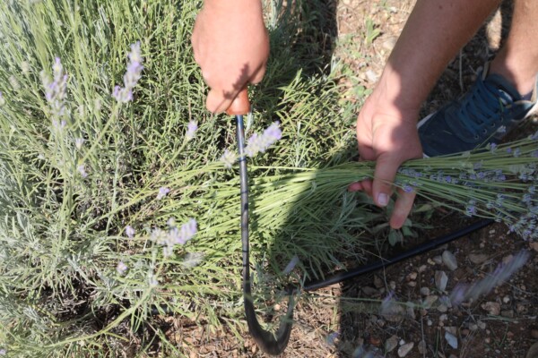 BODRUM DA LAVANTA HASADI BAŞLADI