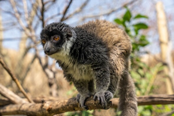 FYZoo, Dünya Lemur Günü’nde Lemurların Korunmasına Dikkat Çekiyor!