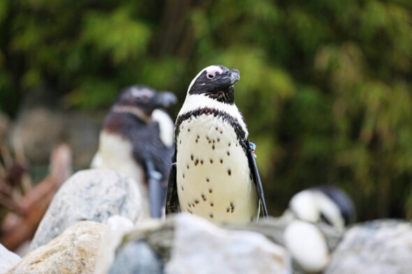 FYZoo’da Afrika Pengueni Farkındalık Günü!