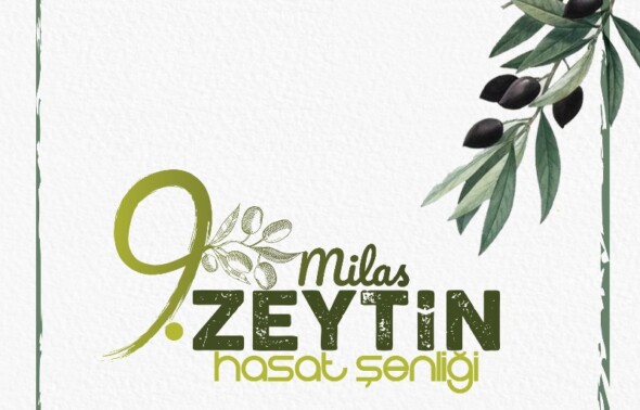 10. MİLAS ZEYTİN HASAT ŞENLİĞİ İÇİN GERİ SAYIM BAŞLADI