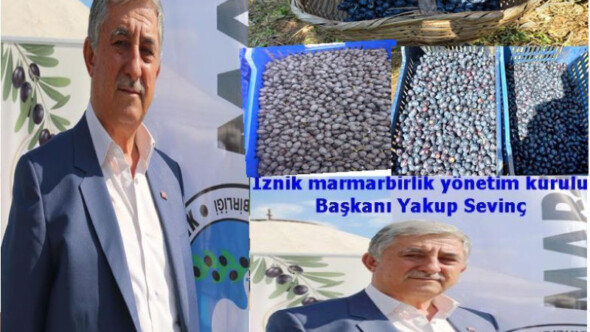 İznik Zeytin Kooperatifi’nin hedefi 15 bin ton zeytin almak