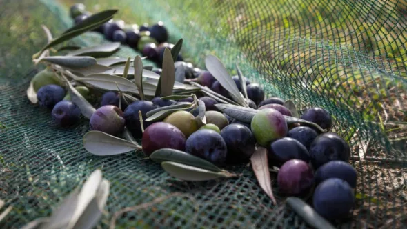 Emeğinin hakkını almak için koca bir yıl çalışan zeytin üreticisi bir kumpasın içerisinde.