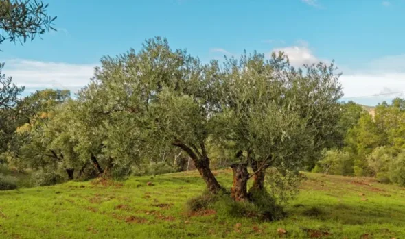Türkiye’deki zeytin üreticileri tehdit altında!